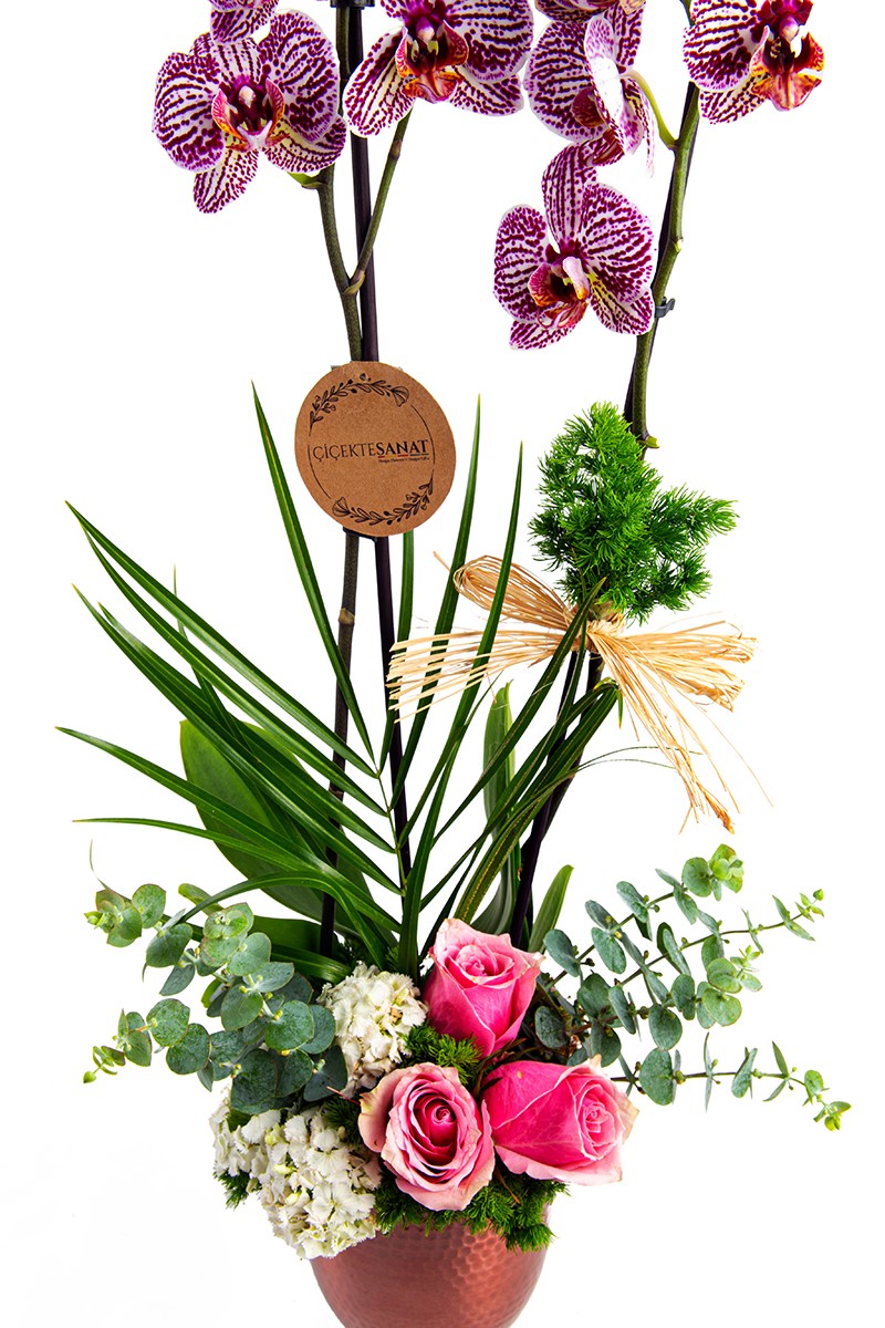 Copper Design Orchid