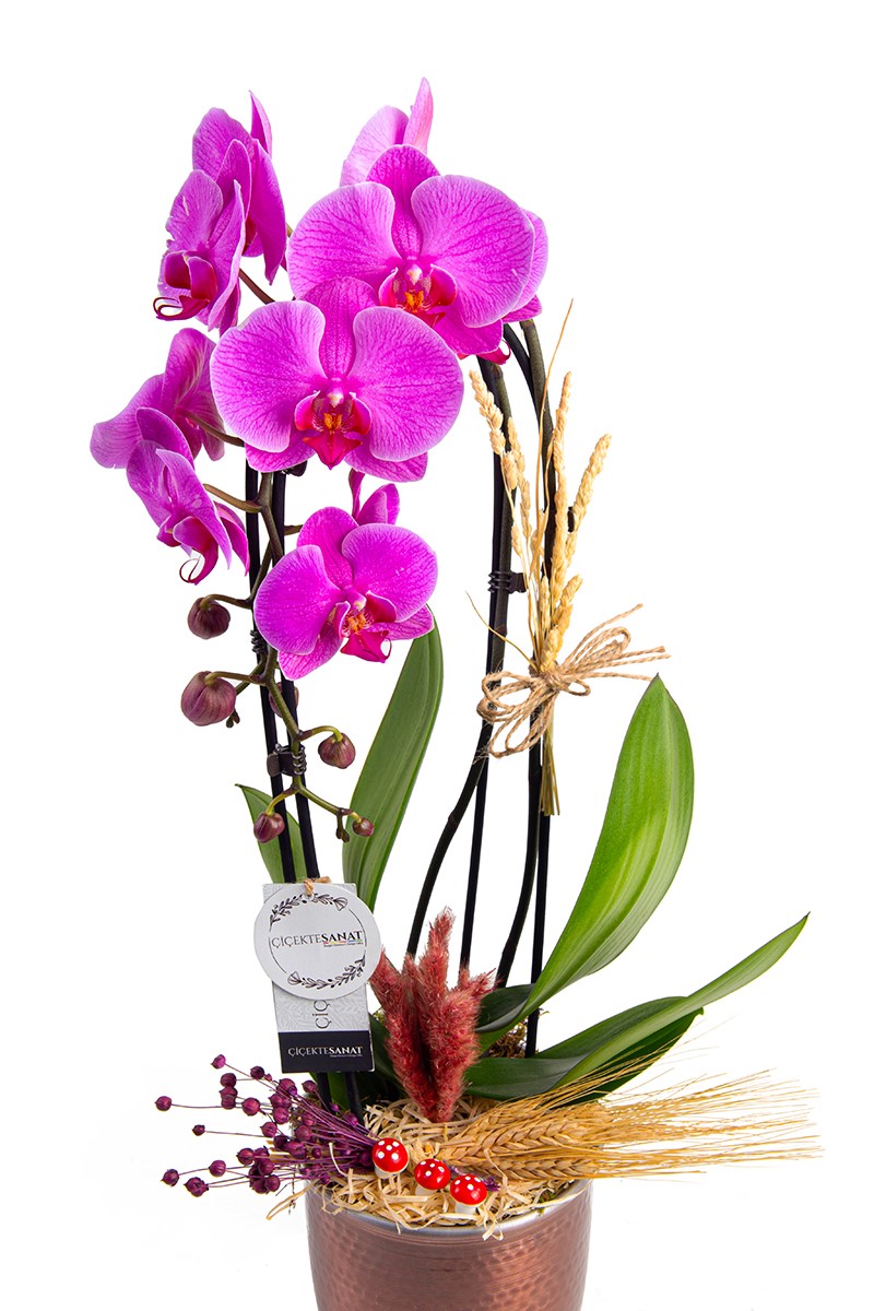 Purple Cascade - 2