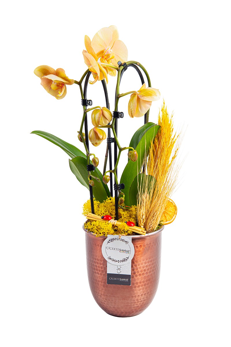 Copper Orchid