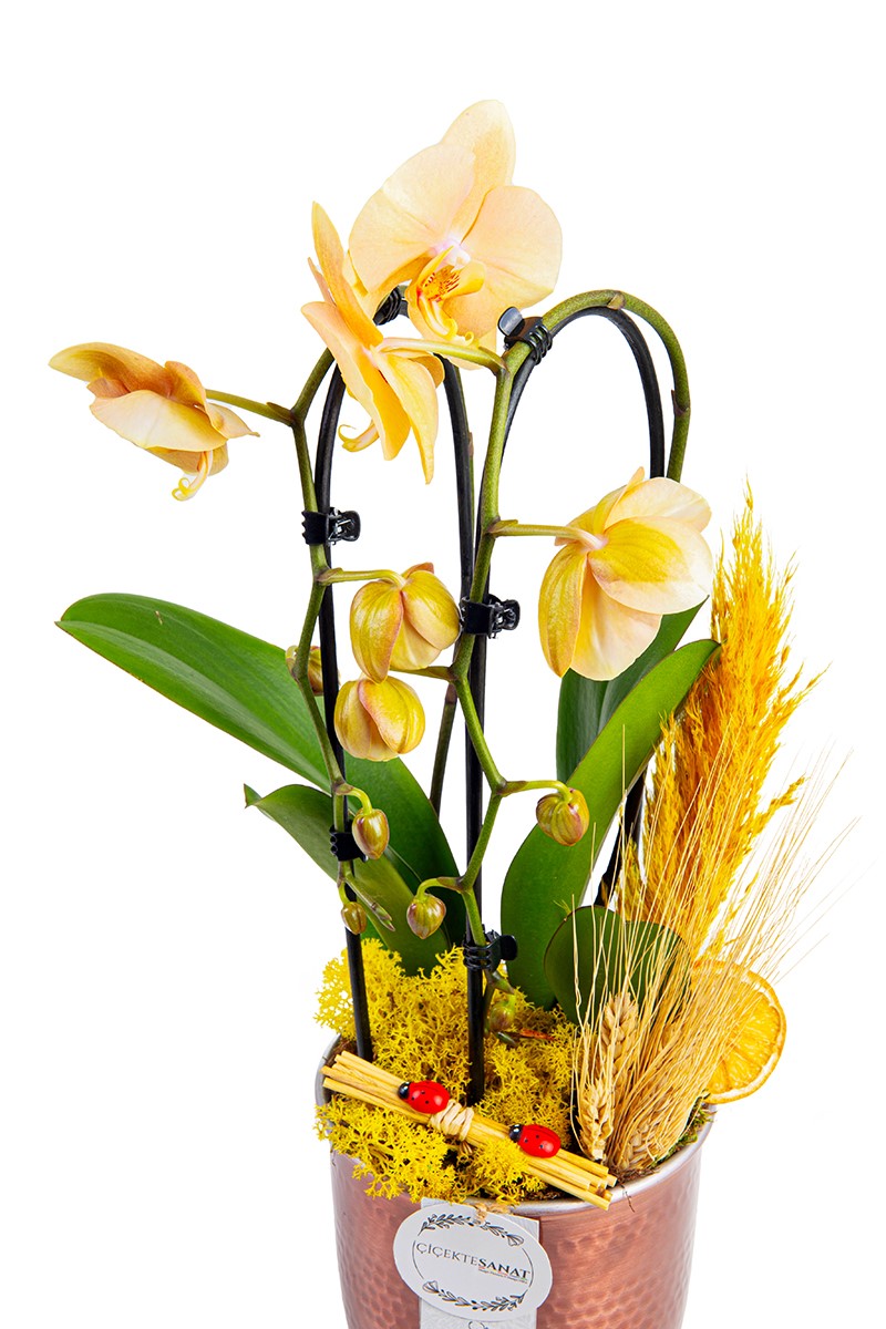 Copper Orchid