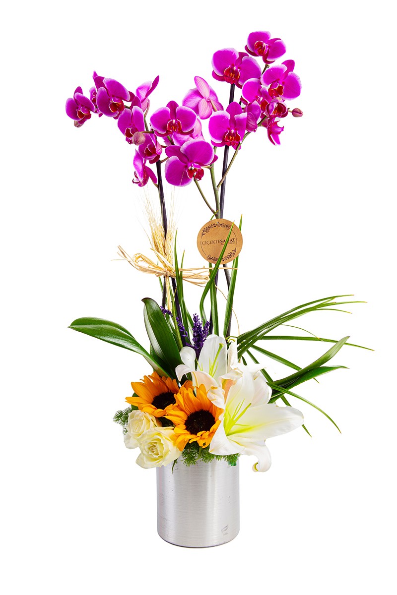  Arrangement Orchid
