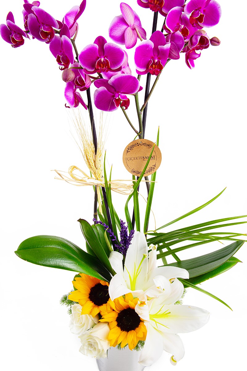  Arrangement Orchid