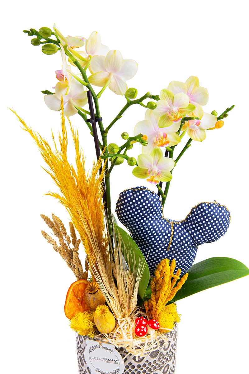 Mickey Orchid
