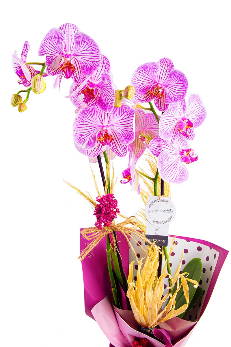 Purple Ahead