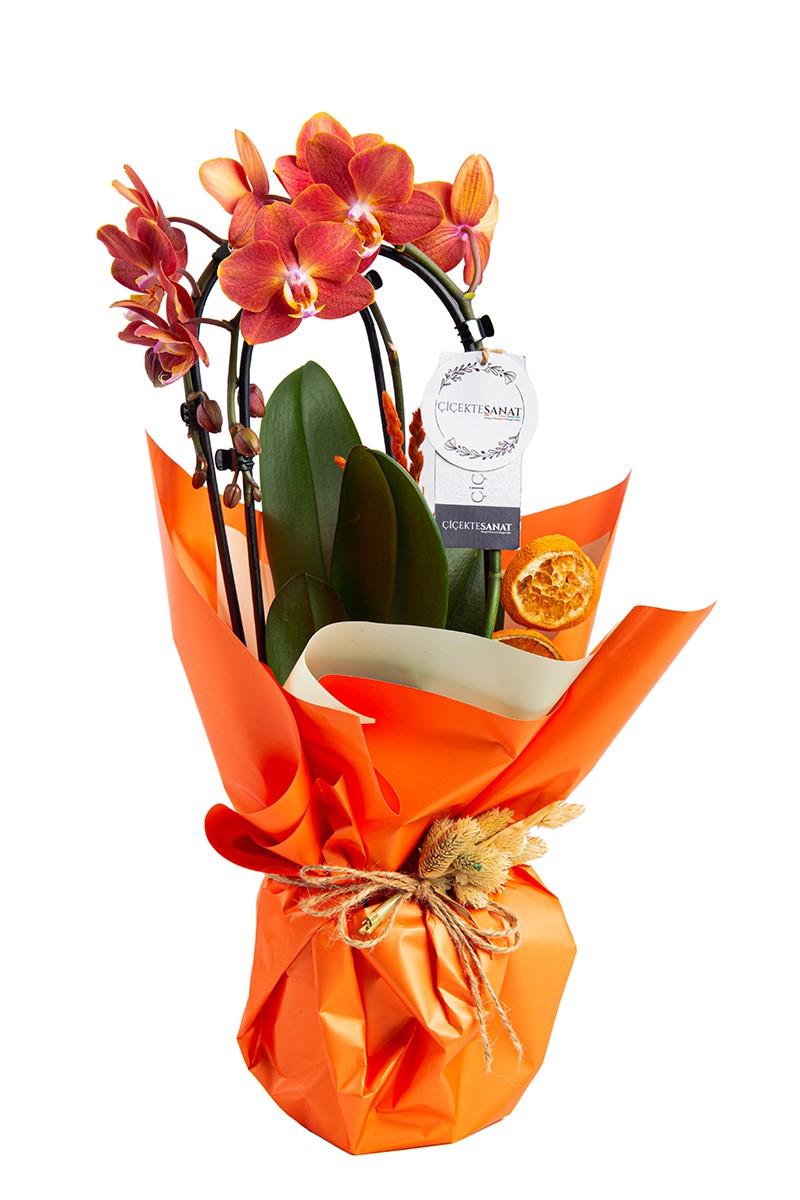 Special Gift