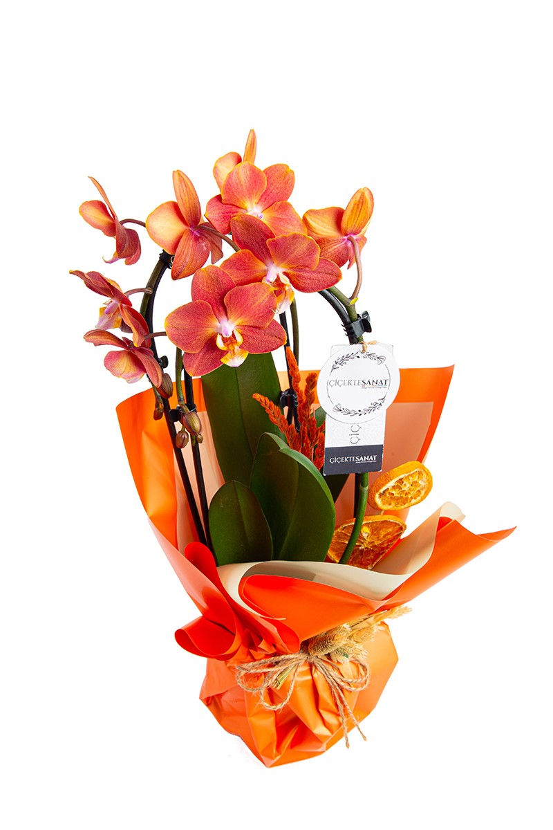 Special Gift