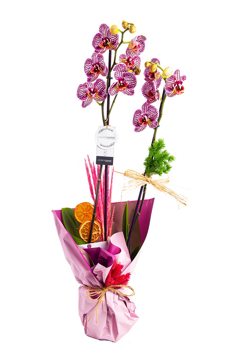 Patterned Design - 1