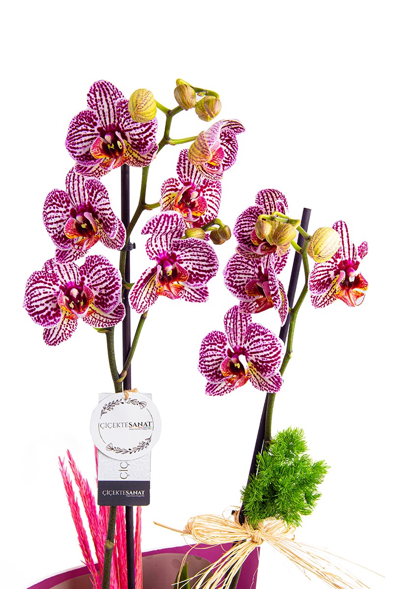 Patterned Design - 2