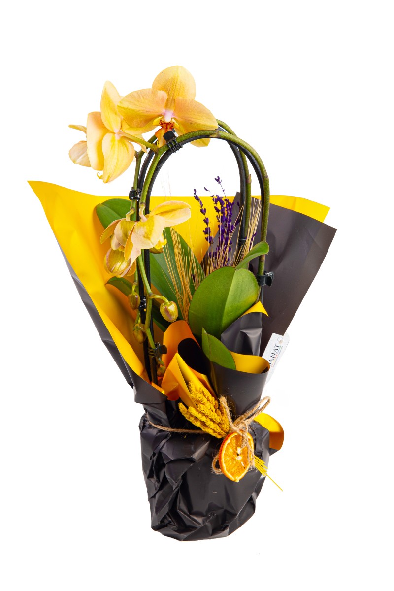 Yellow Explosion - 3