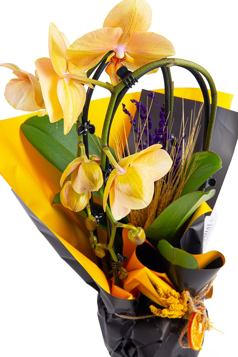Yellow Explosion - 2