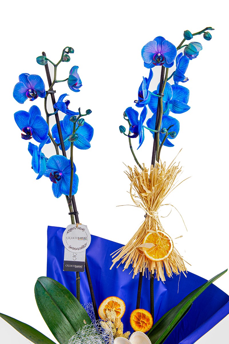 Blue Magic Mavi Jumbo Boy - 2