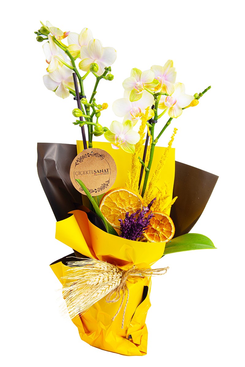 Yellow Dream
