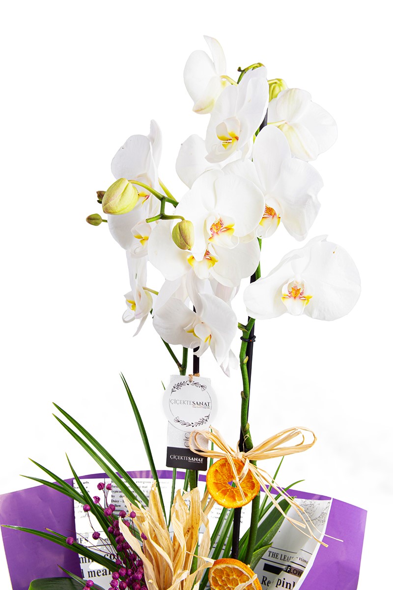 Premium 2 Dal White Orkide - 2