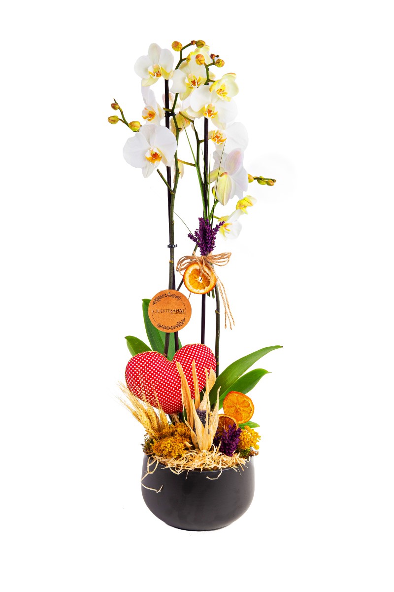Heart Orchid - 1