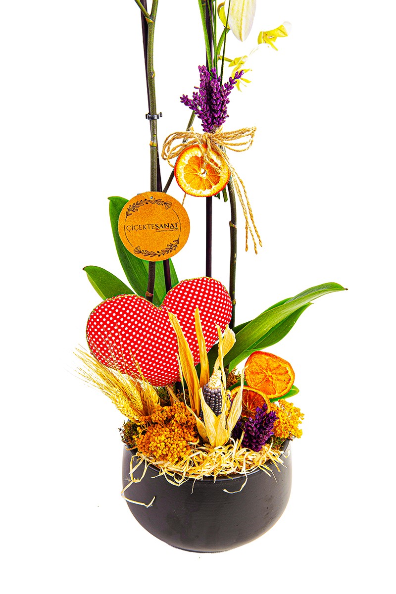 Heart Orchid - 3