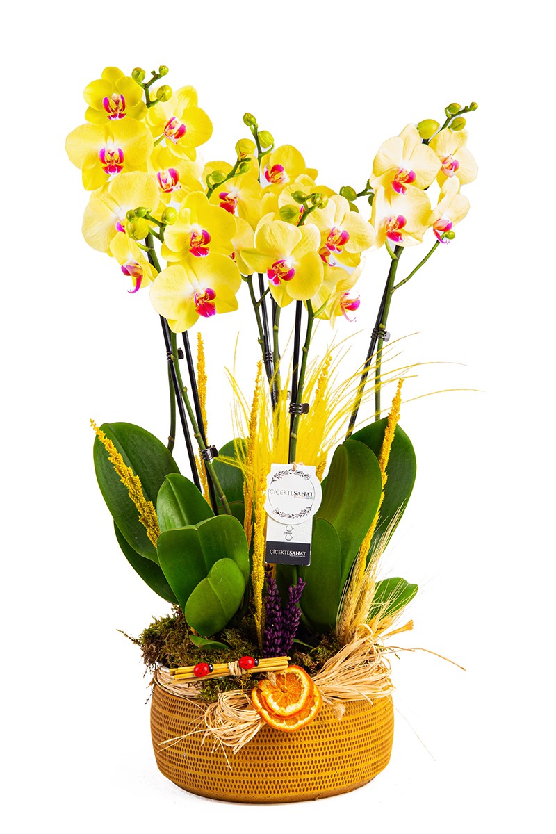 Yellow Garden - 1