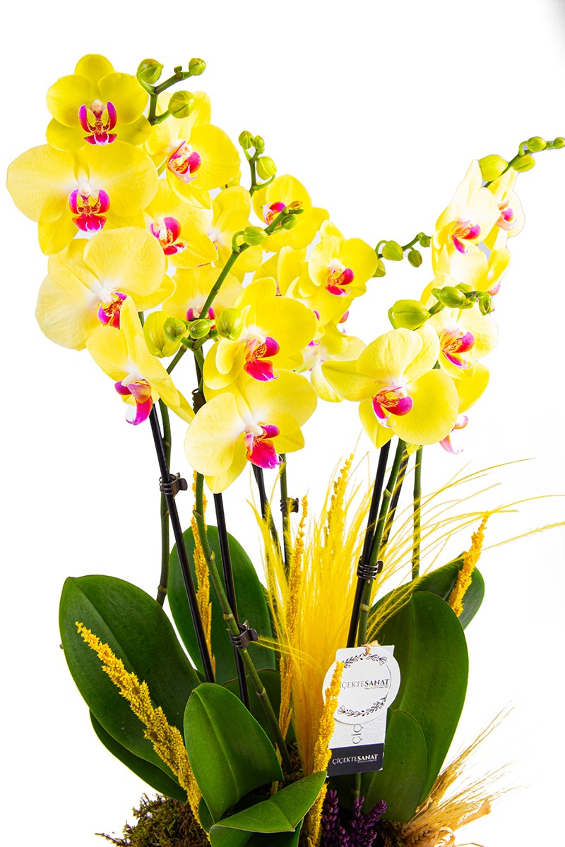 Yellow Garden - 2