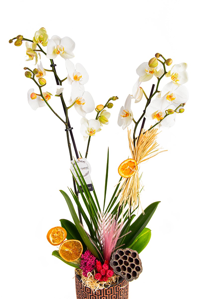 Like Forest Premium Orkide - 2