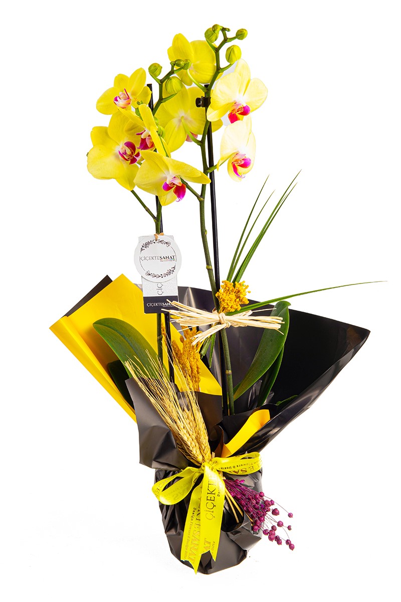 Yellow Red - 1