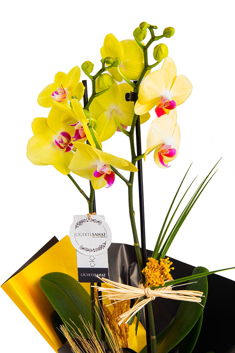 Yellow Red - 2