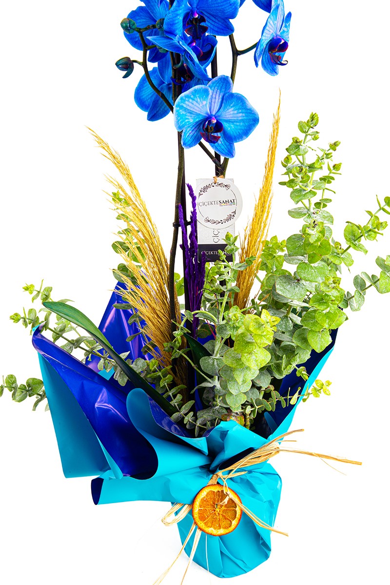 Blue 2 Dal Orkide - 3
