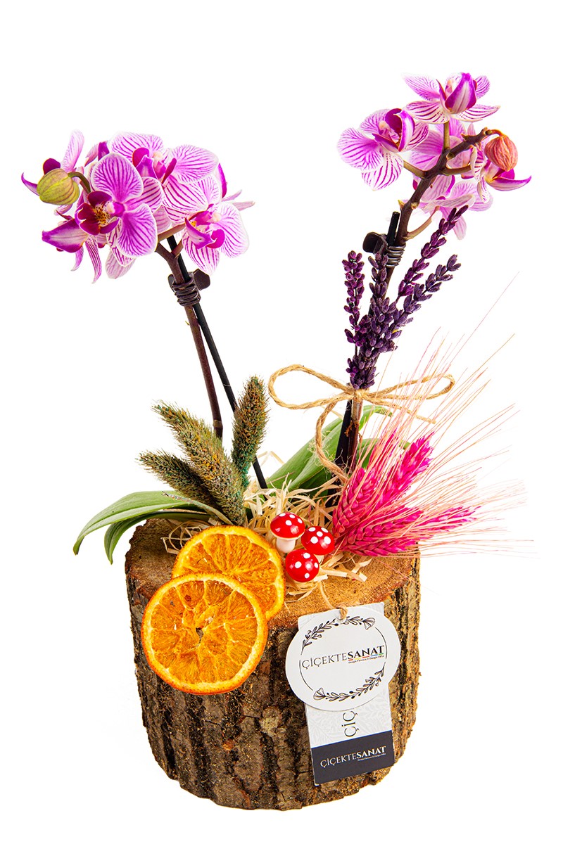 Mini Orchid On A Log - 2