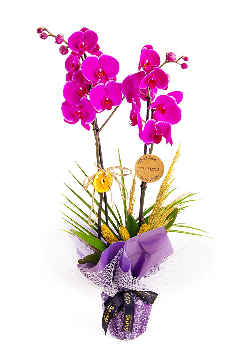 Wonderful Purple - 1