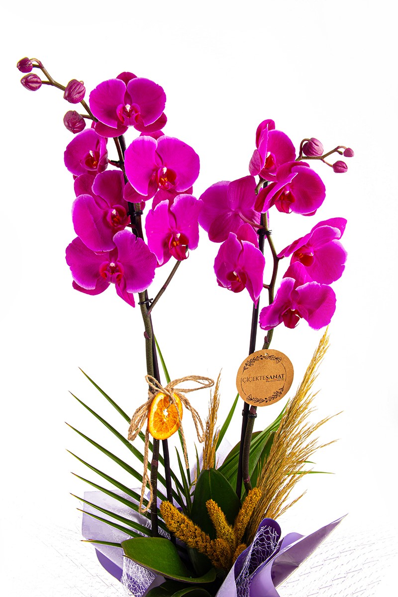 Wonderful Purple - 2