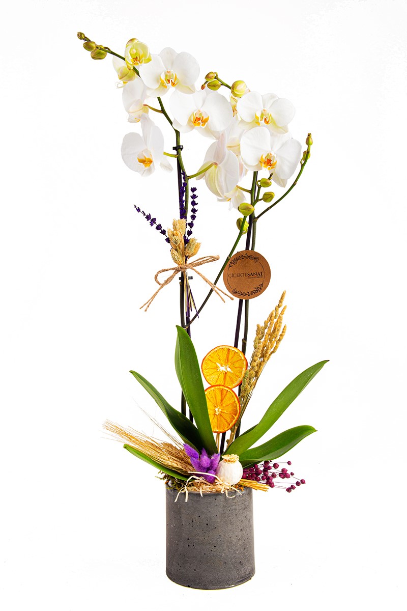 Black White Orchid - 1