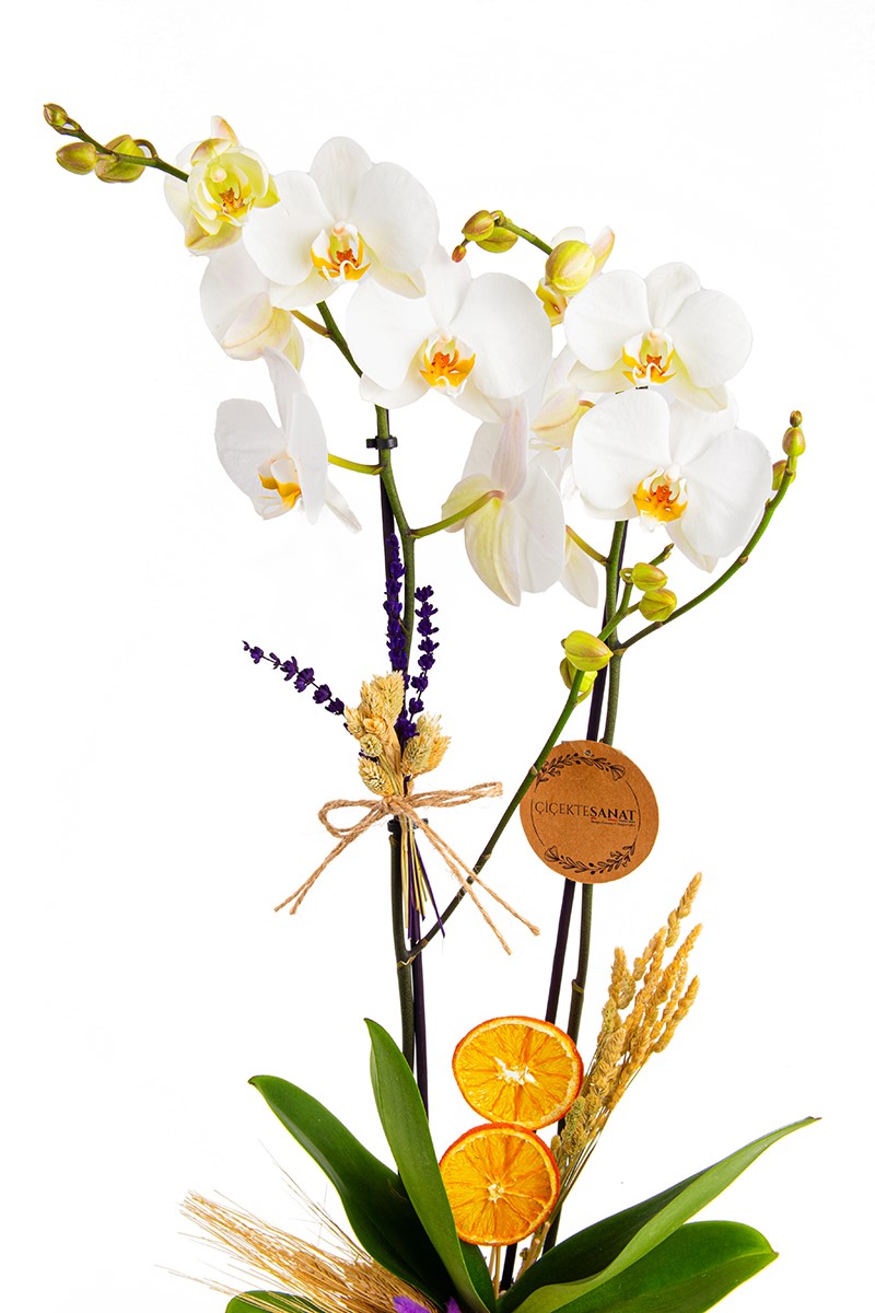 Black White Orchid - 2