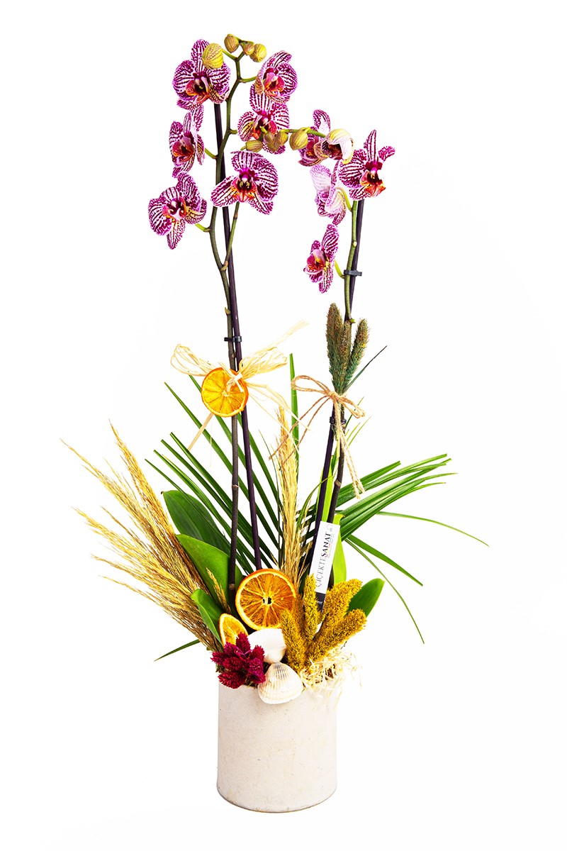 White Potted Orchid - 1