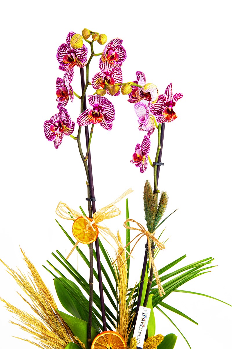 White Potted Orchid - 2