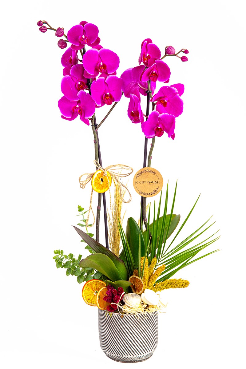Premium Purple And You - 1