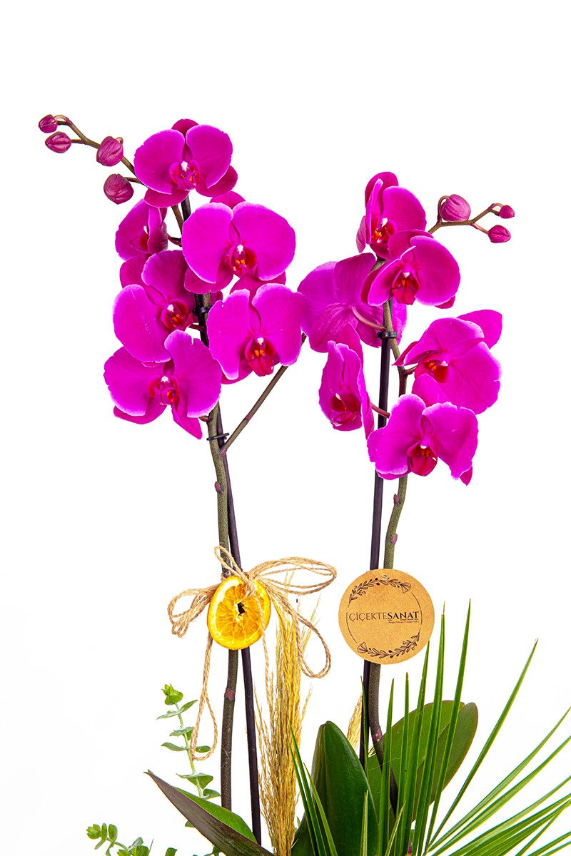 Premium Purple And You - 2