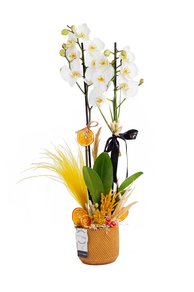 For You Best Orkide - 1