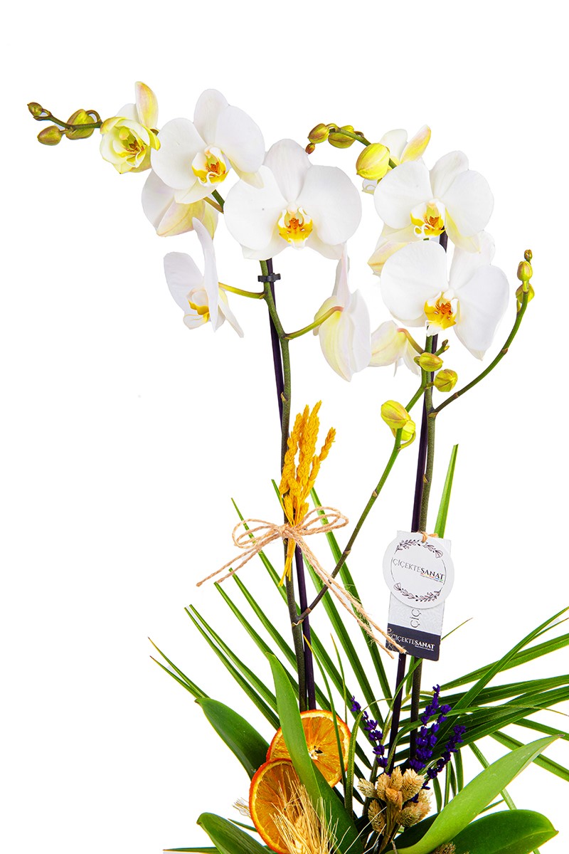 Passion For White - 2