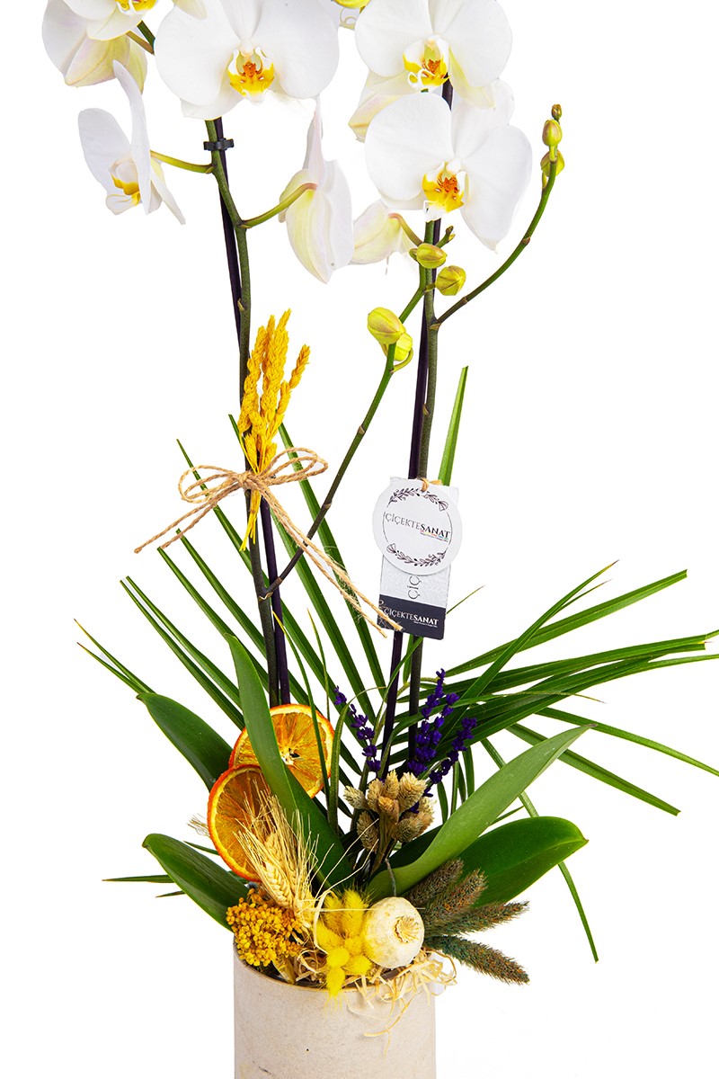 Passion For White - 3