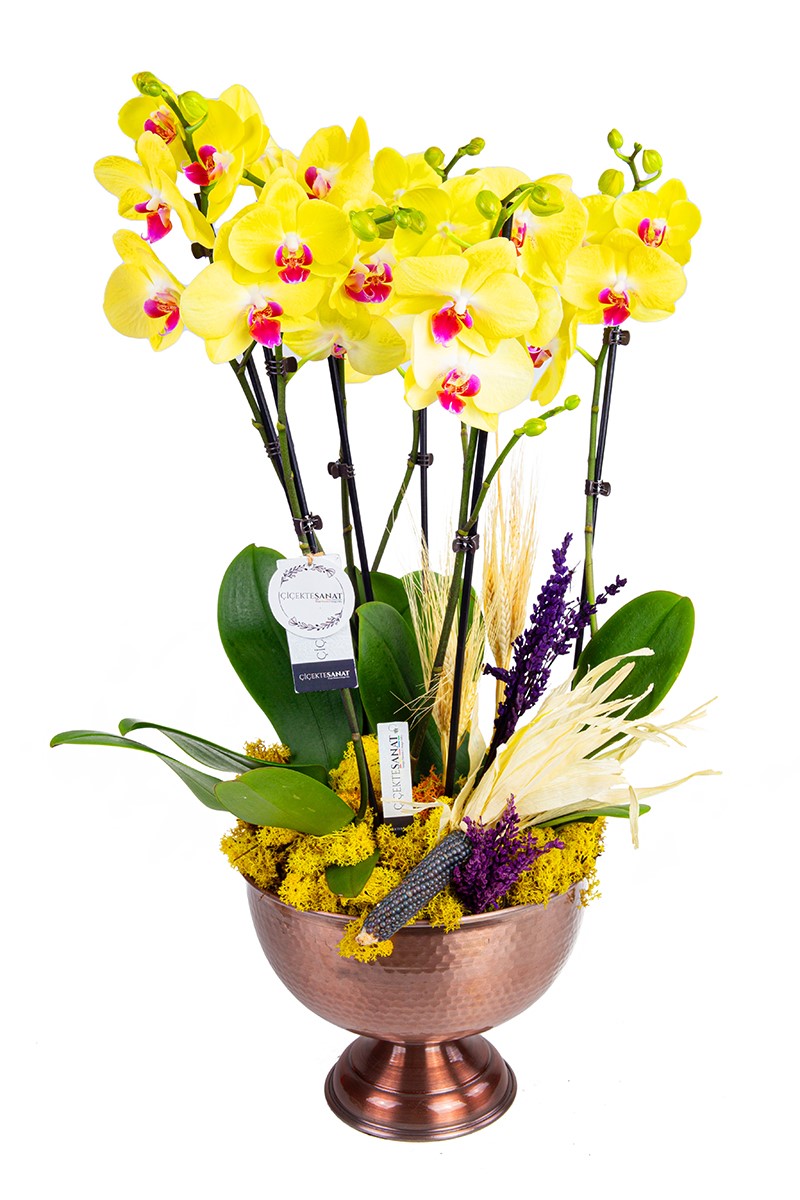 Yellow Orchid with Copper Six - 2