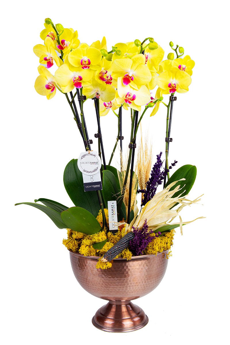 Yellow Orchid with Copper Six - 1