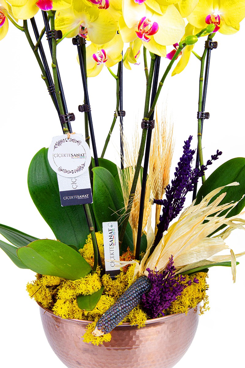 Yellow Orchid with Copper Six - 4