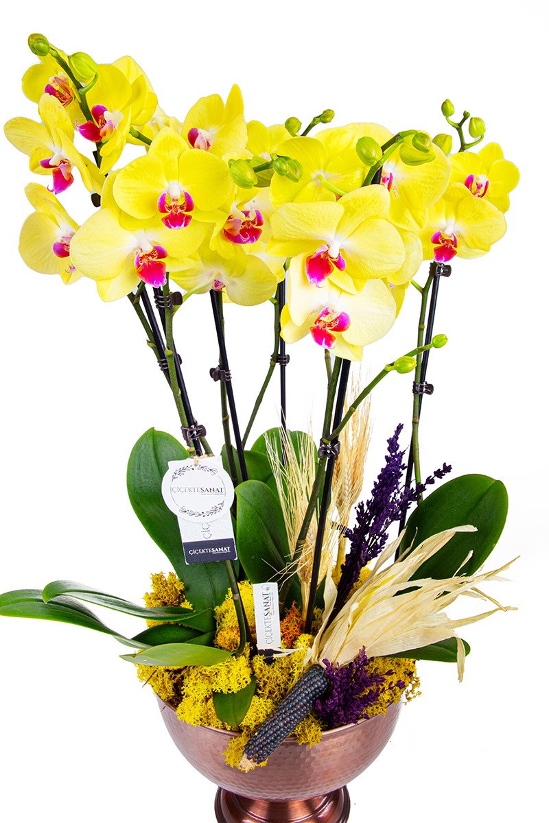 Yellow Orchid with Copper Six - 3