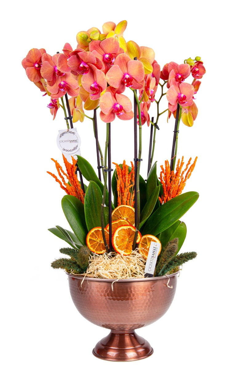  Six Fire Orchids - 1