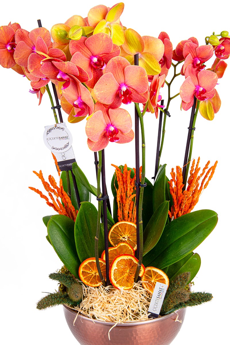  Six Fire Orchids - 2