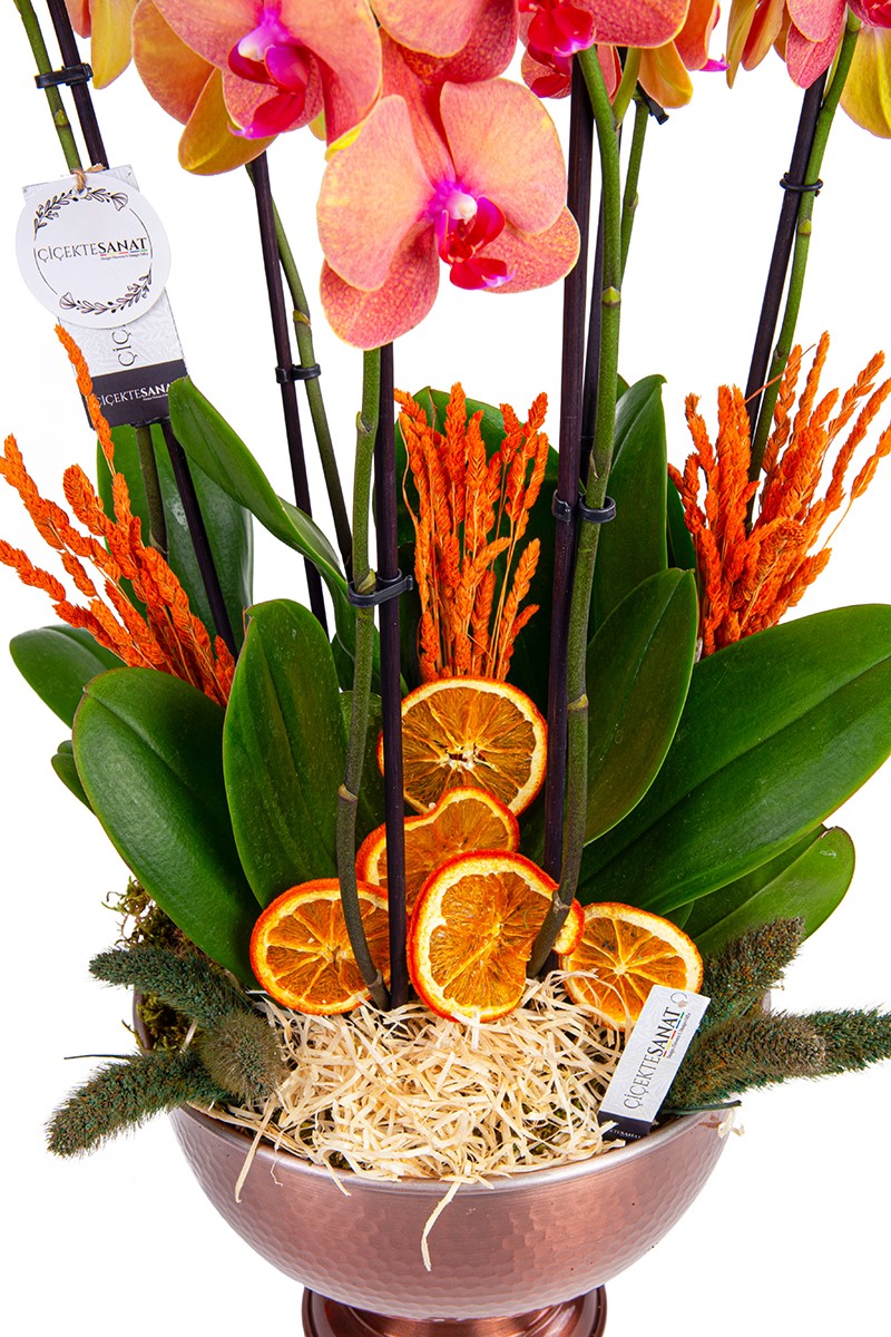  Six Fire Orchids - 3
