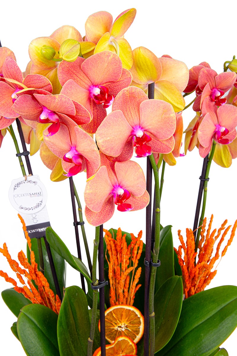  Six Fire Orchids - 4