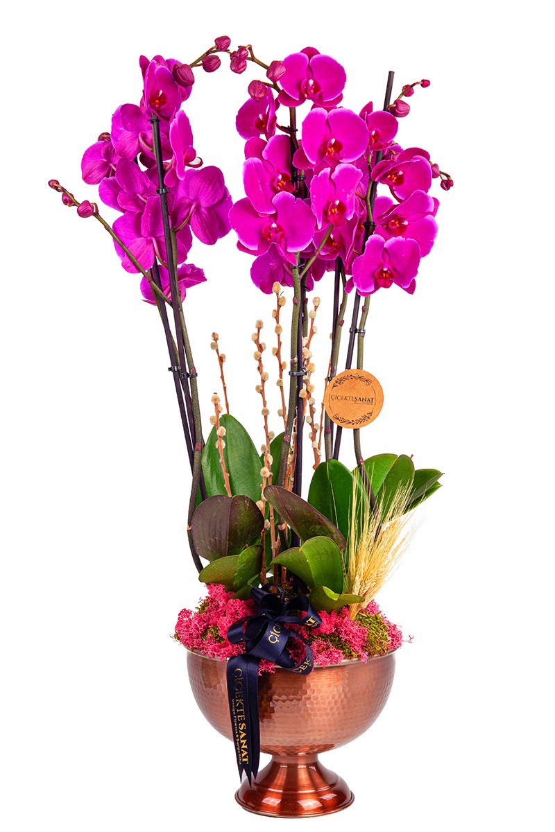 Six Purple Orchids - 1