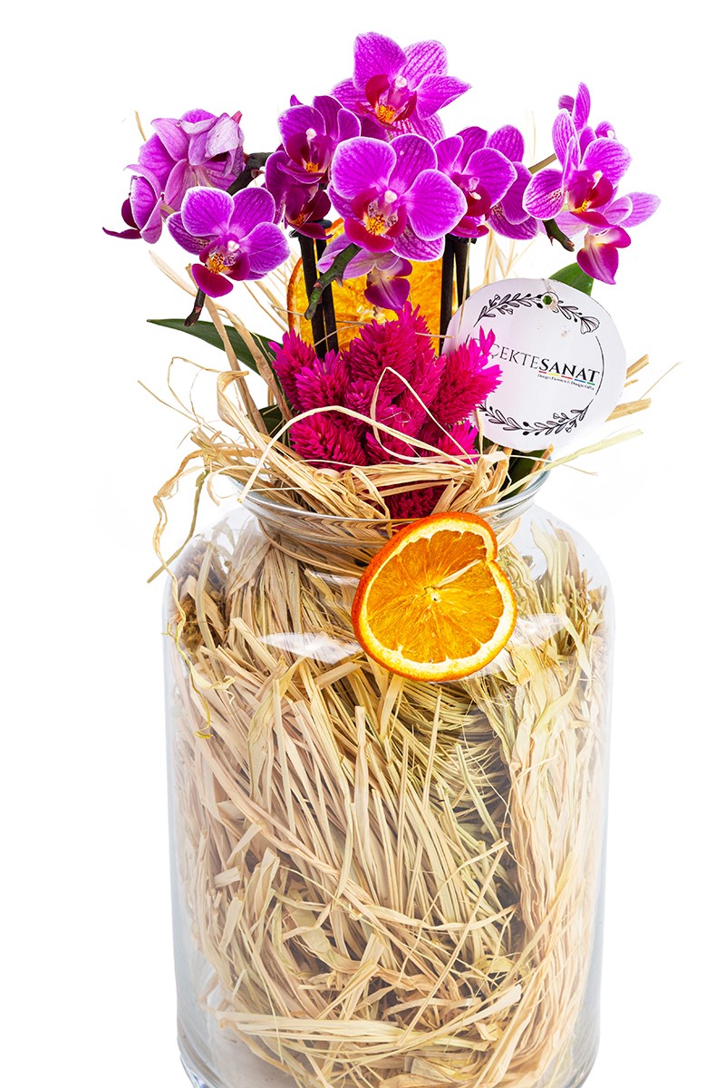 Naturel Mini Orkide