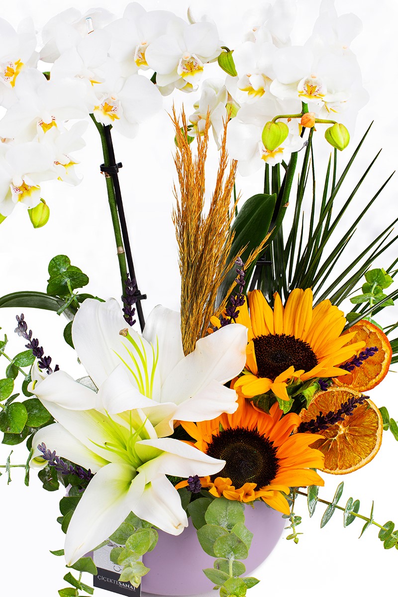 Blessing Orchid Arrangement