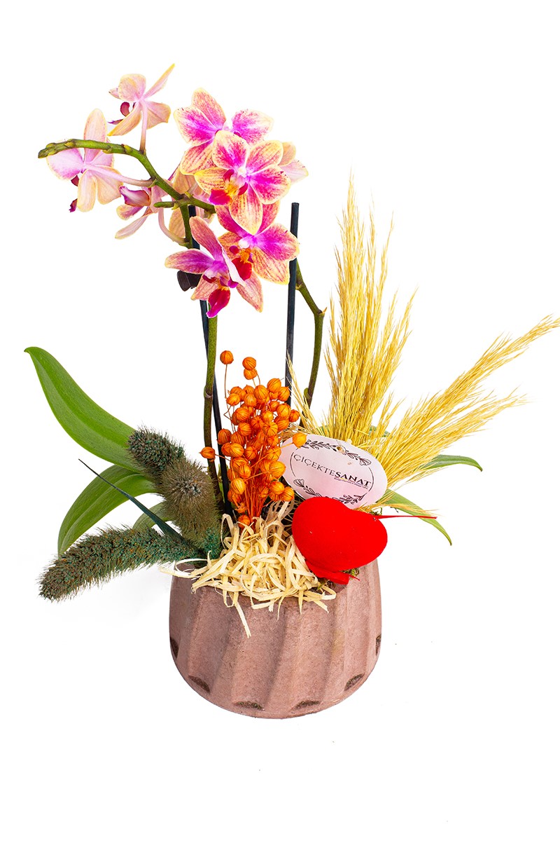 Love Mini Orchid