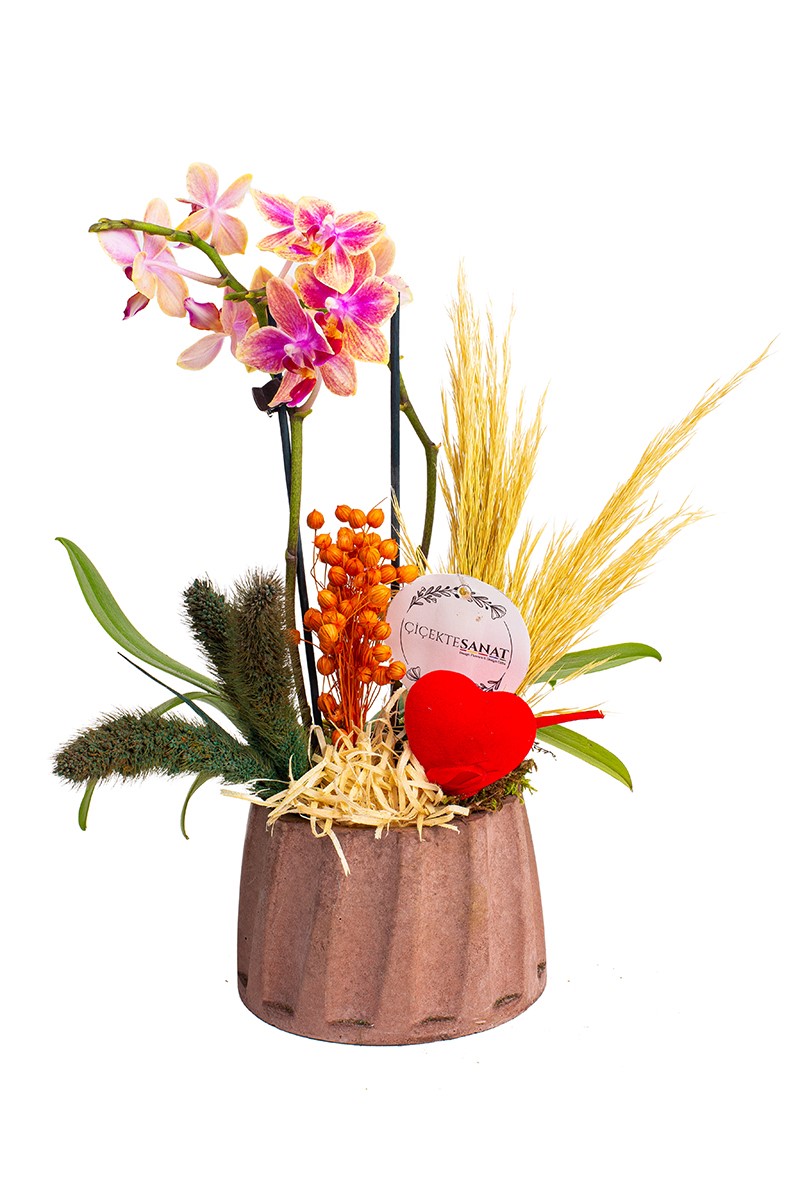 Love Mini Orchid